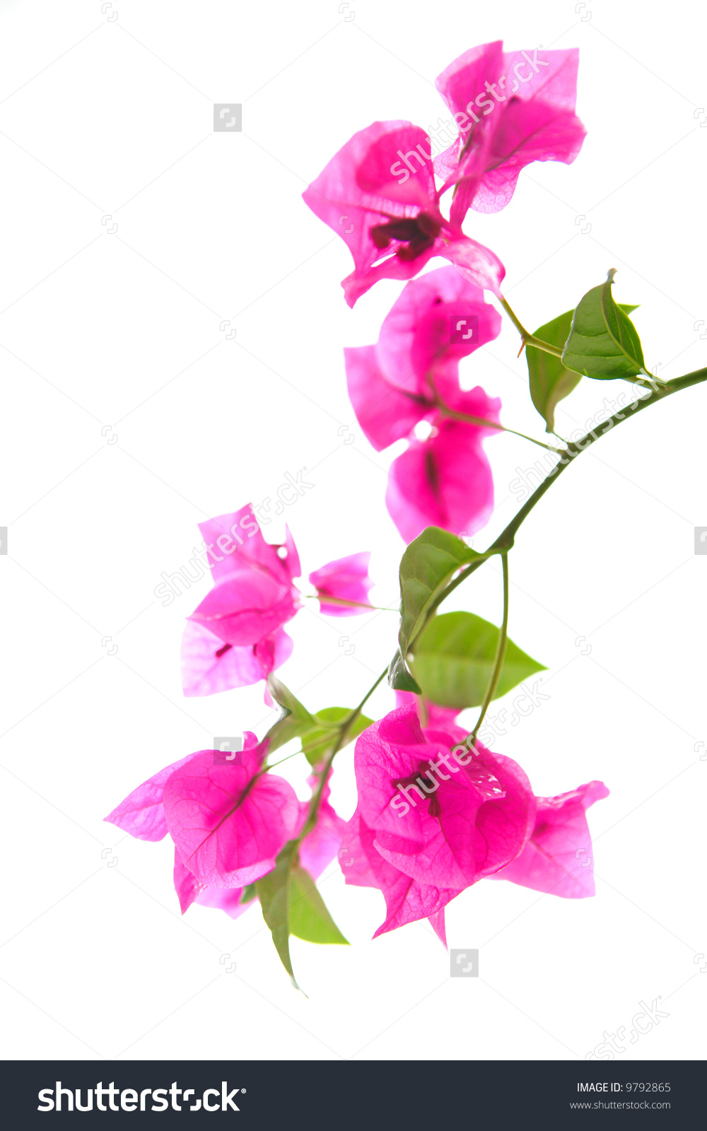 Bougainvillea Clip Art.