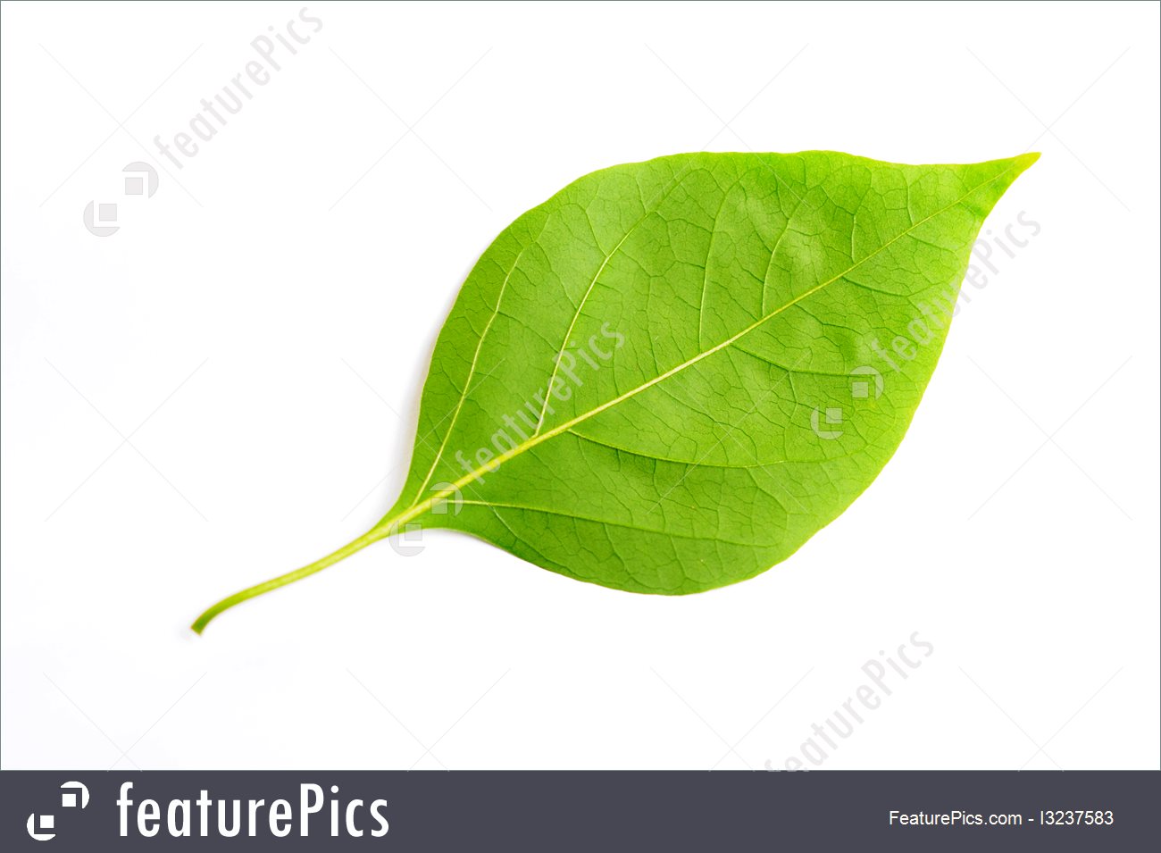 Plants: Leaf Of Bougainvillea.