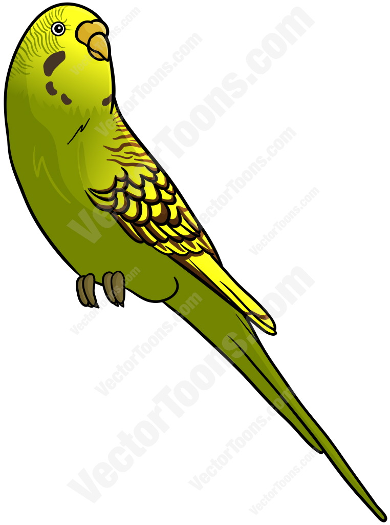 Budgerigar Cartoon Clipart.