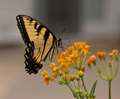 Butterfly Weed.