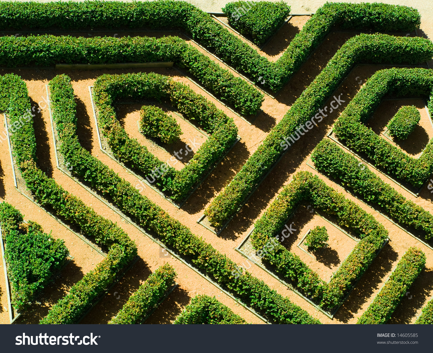 Ornamental Garden Hedges Buxus Sempervirens Labyrinth Stock Photo.