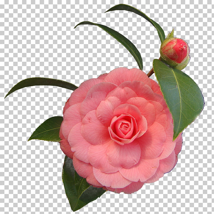 Cut flowers .net Japanese camellia, flower PNG clipart.