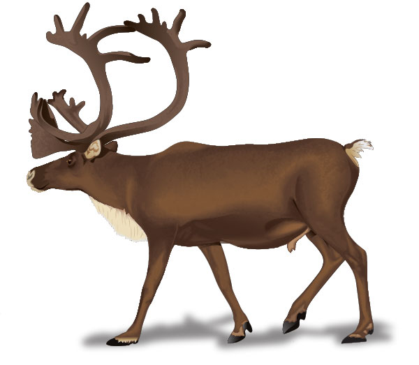 Caribou Clipart.