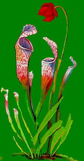 Pitcher Plant.