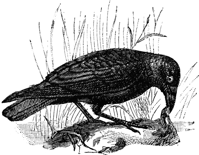 Carrion Crow.