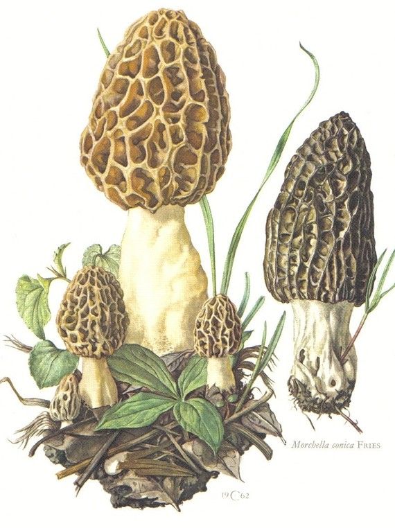 1000+ ideas about Morel on Pinterest.