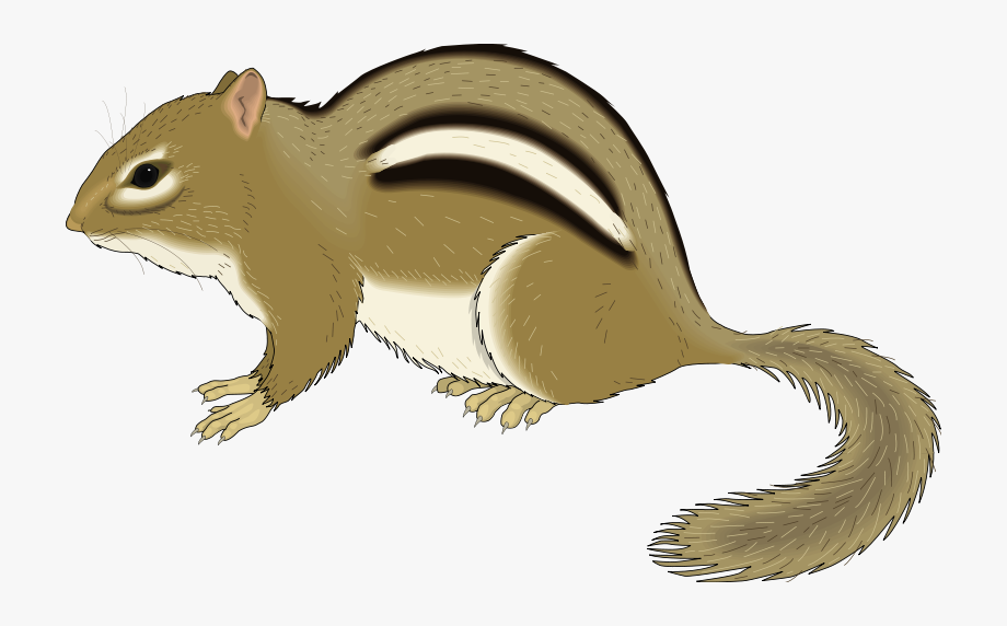 Chipmunk Animal Clipart Pictures Royalty Free Org.