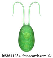 Ciliate Illustrations and Clip Art. 15 ciliate royalty free.