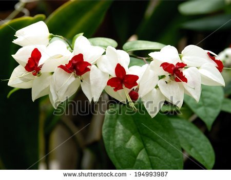 Clerodendrum Thomsoniae Stock Photos, Royalty.