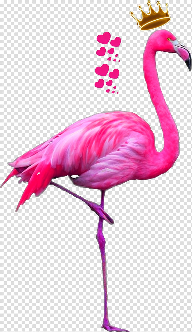 Flamingo illustration, Greater flamingo American flamingo.