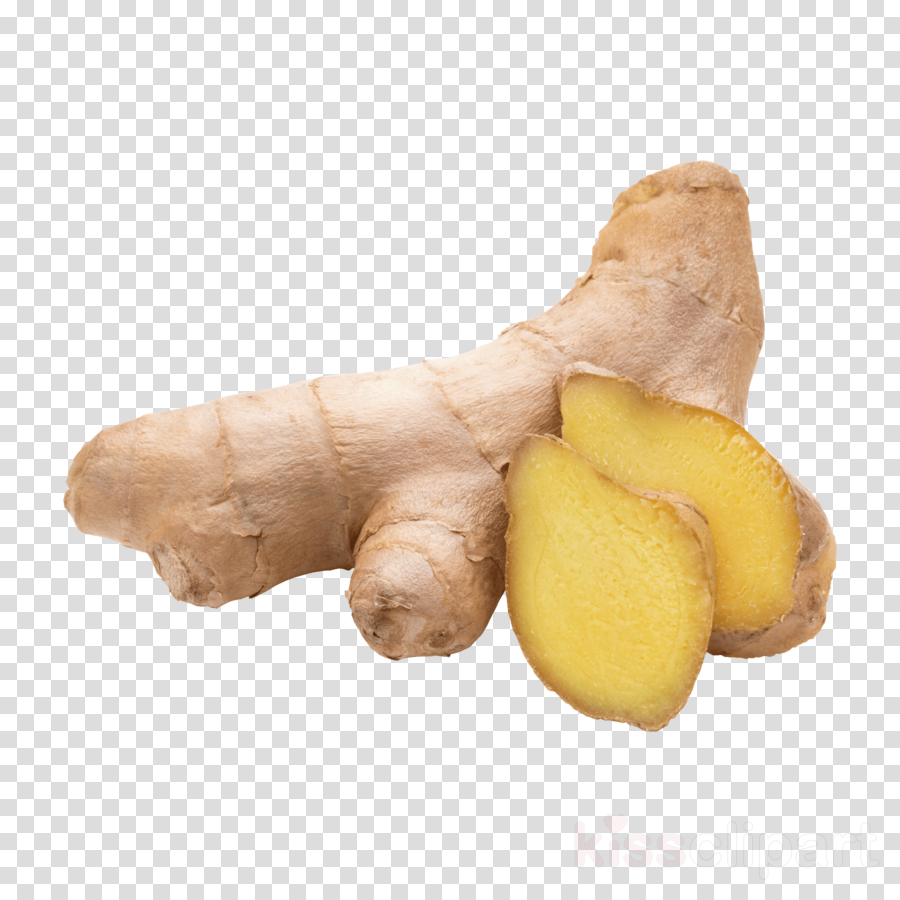 ginger root vegetable greater galangal zedoary zingiber.