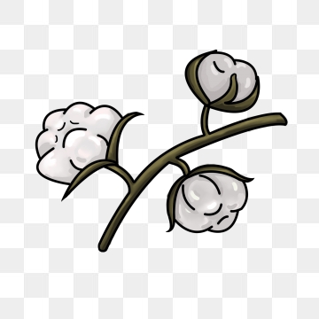 Cotton clipart cotton flower, Cotton cotton flower.