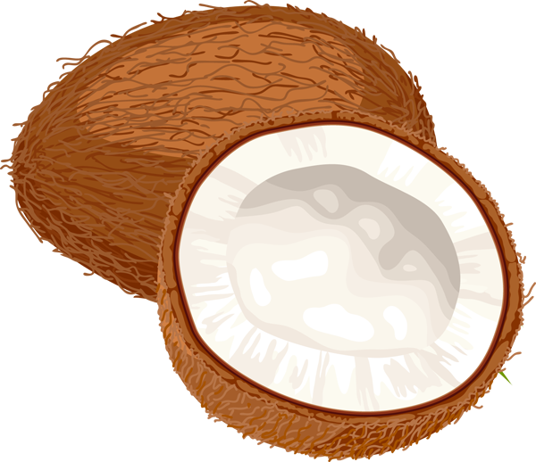 Coconut Clipart.