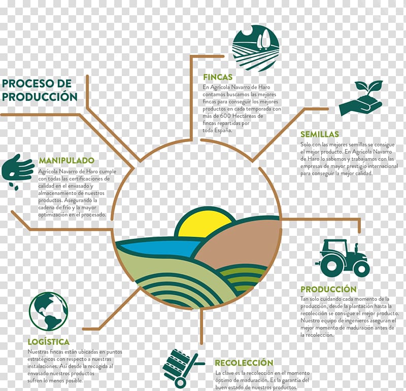 Production Commodity chain Spain Manufacturing, lettuce.