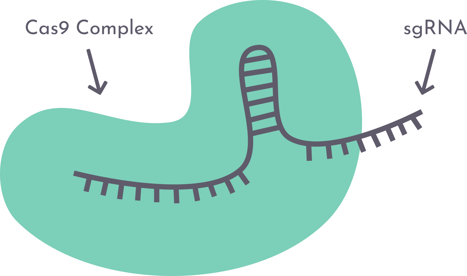 Team:Calgary/CRISPR.