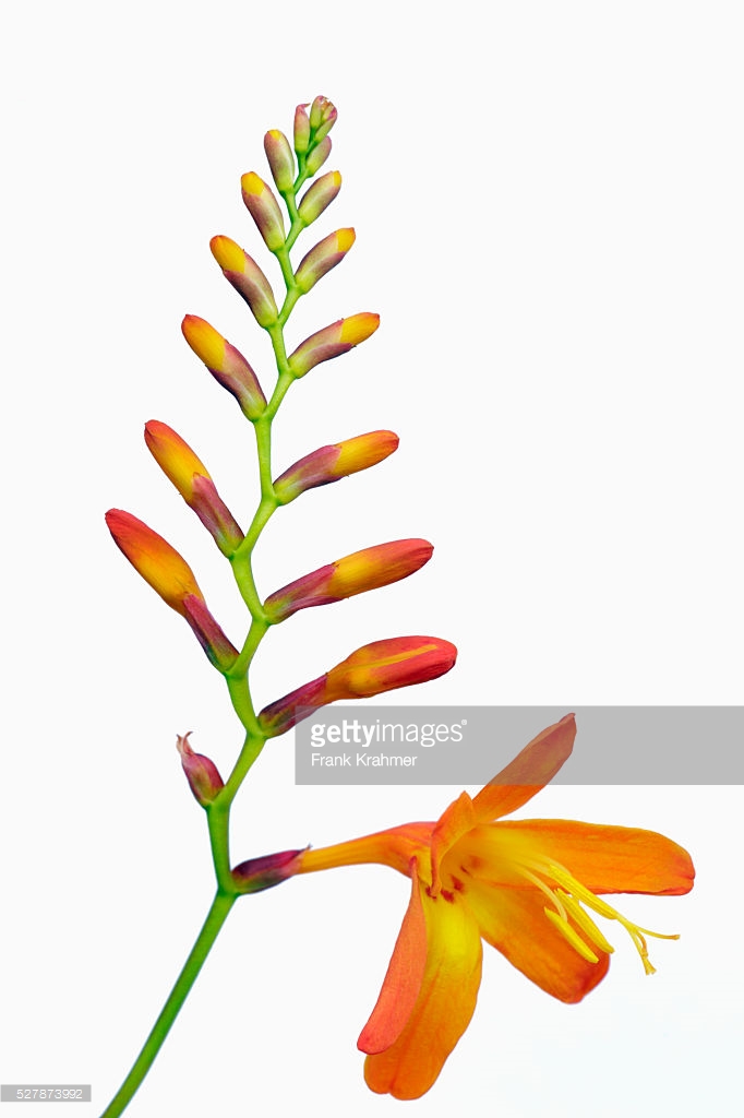 Crocosmia Stock Photo.