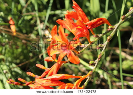 Crocosmia Stock Photos, Royalty.