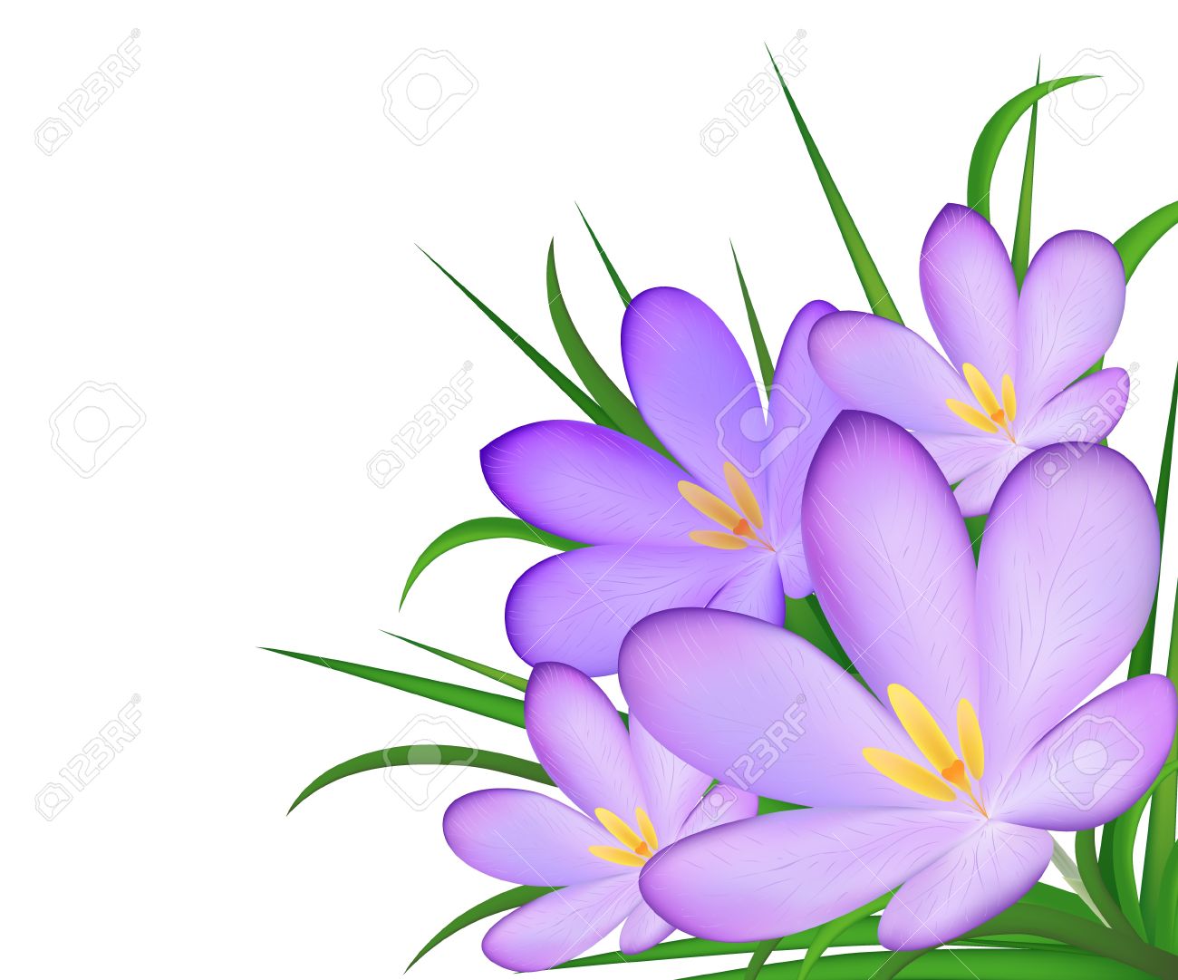 Saffron flower clipart.