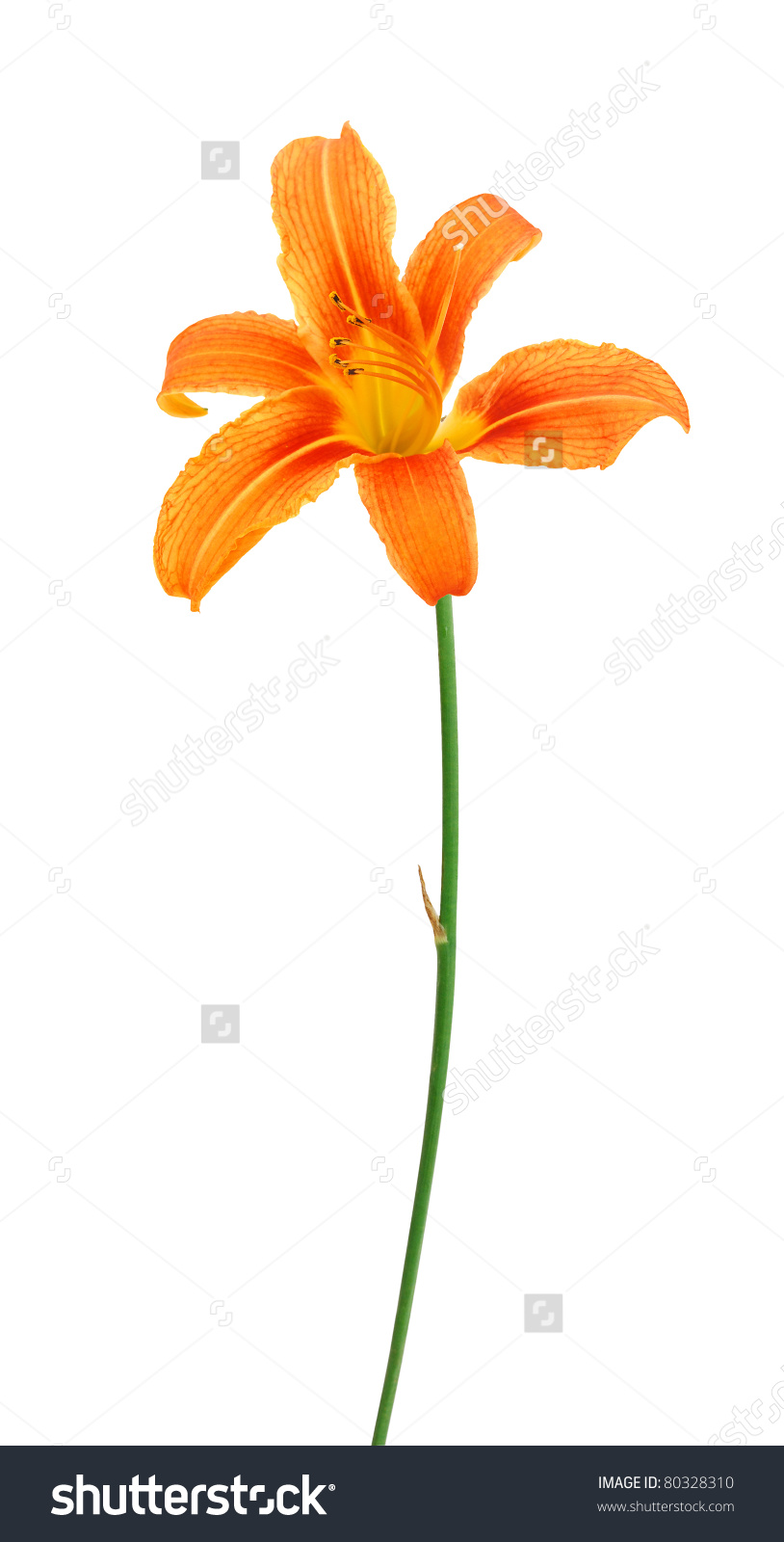 Day lily stem clipart.