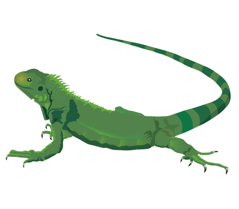 Iguana Clipart & Iguana Clip Art Images.