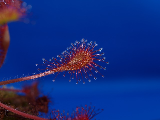 Free photo Drosera Carnivore Tentacle Fishing Journal Sundew.