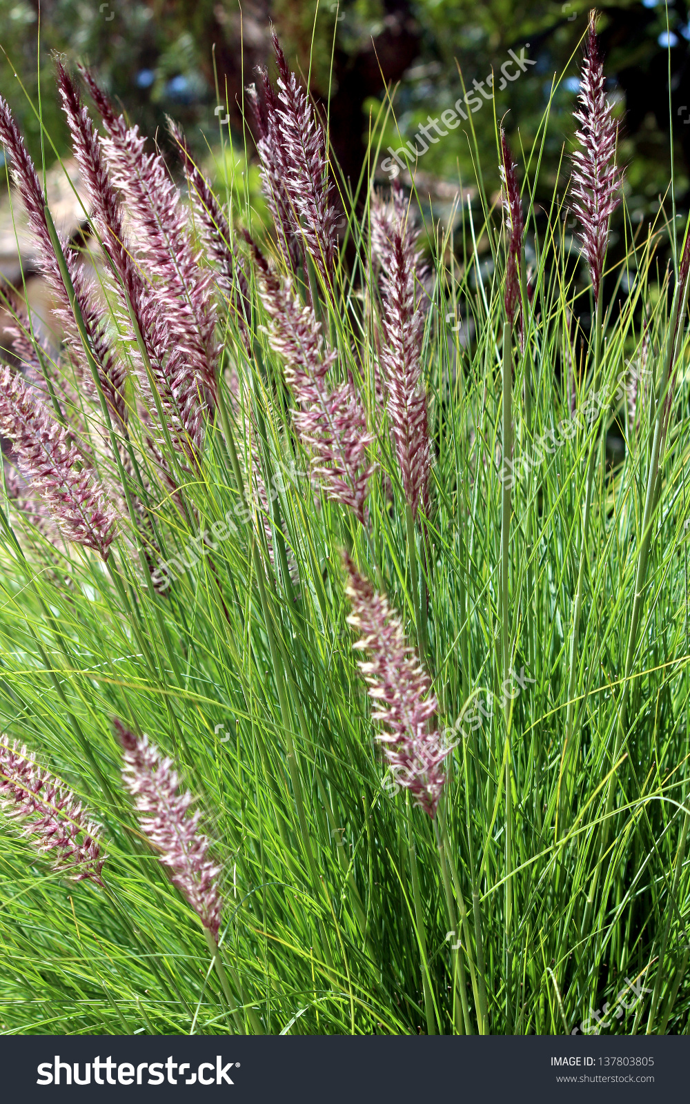 Pennisetum Setaceum Perennial Bunch Grass Droughttolerant Stock.