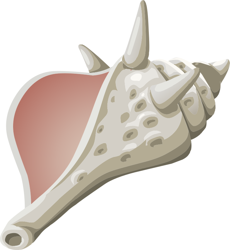 Conch Clipart.