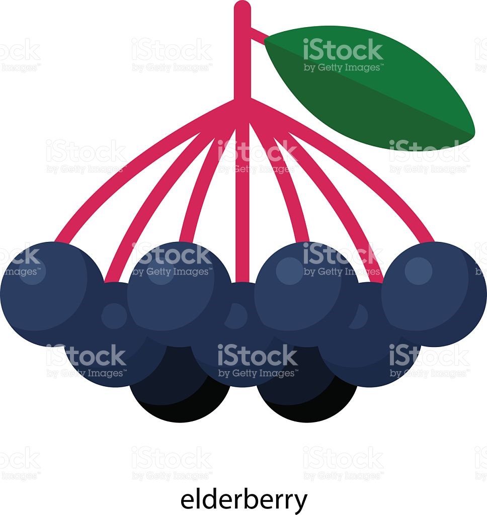 Elderberry stock vector art 530584378.