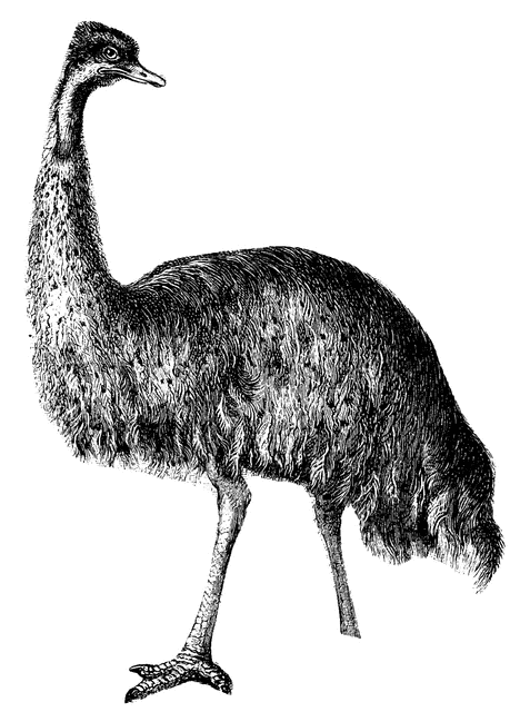 emu clipart #1.