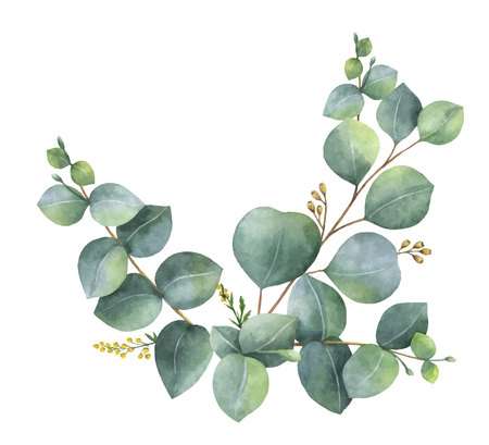 6,217 Eucalyptus Stock Illustrations, Cliparts And Royalty Free.