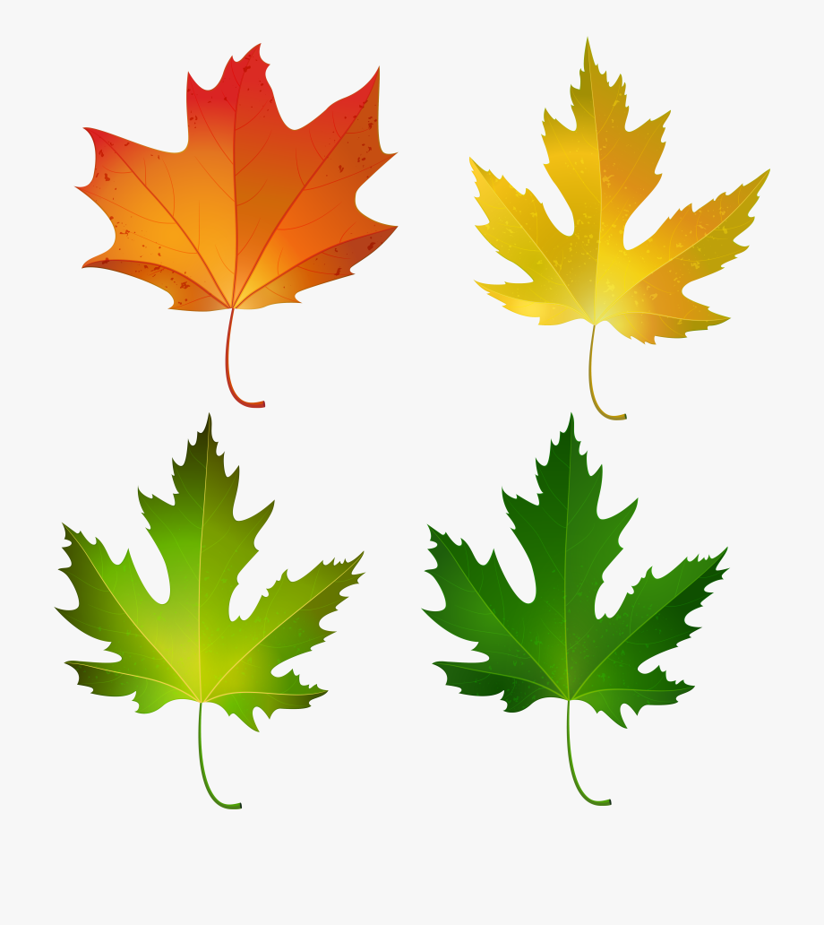 Fall Maple Leaves Set Png Decorative Clipart Image.