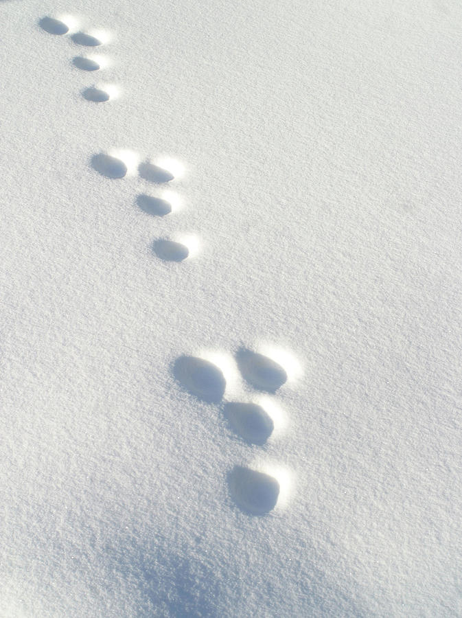 Rabbit Footprints In The Snow 3.