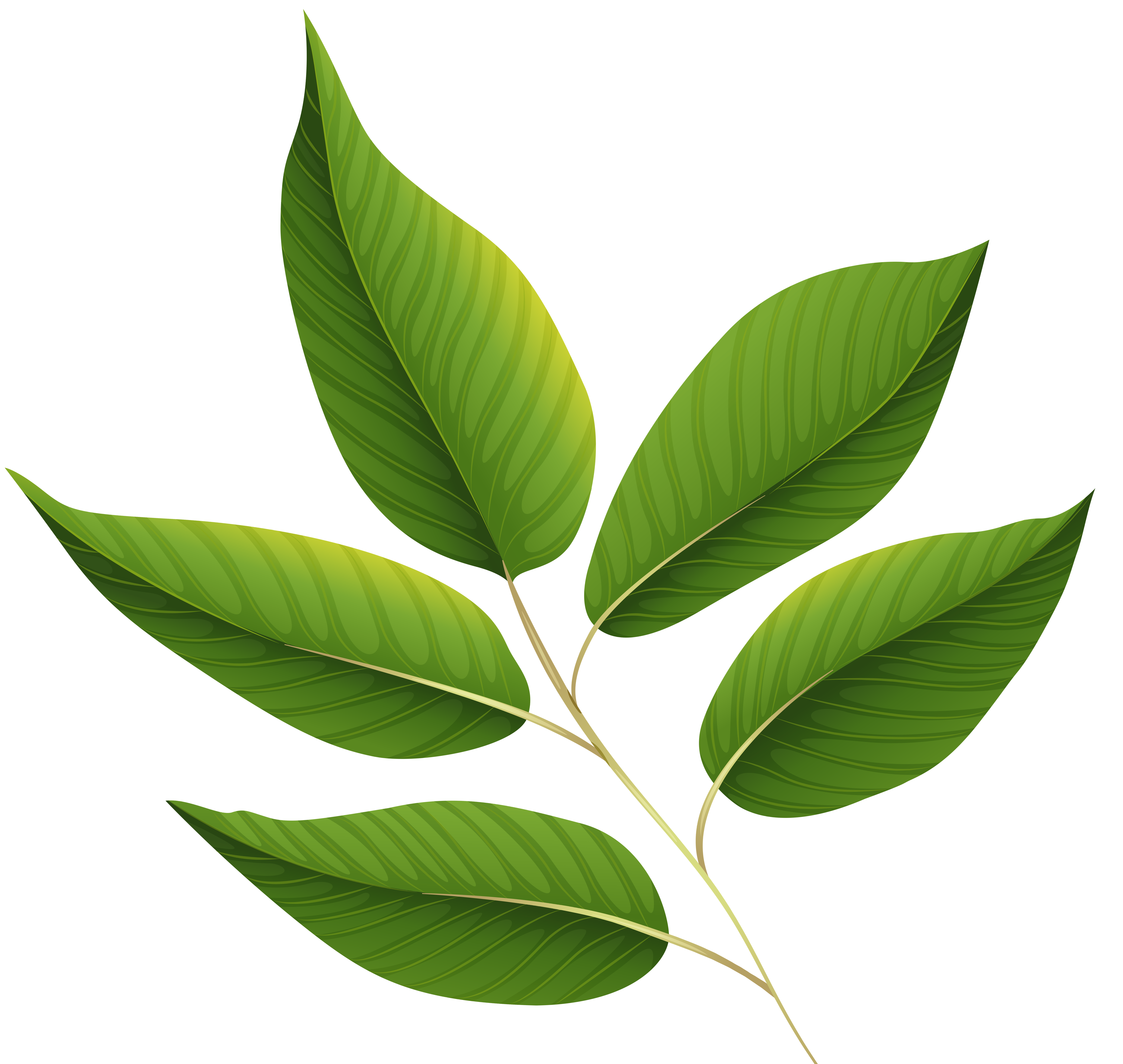 Fresh green leaves clipart png.