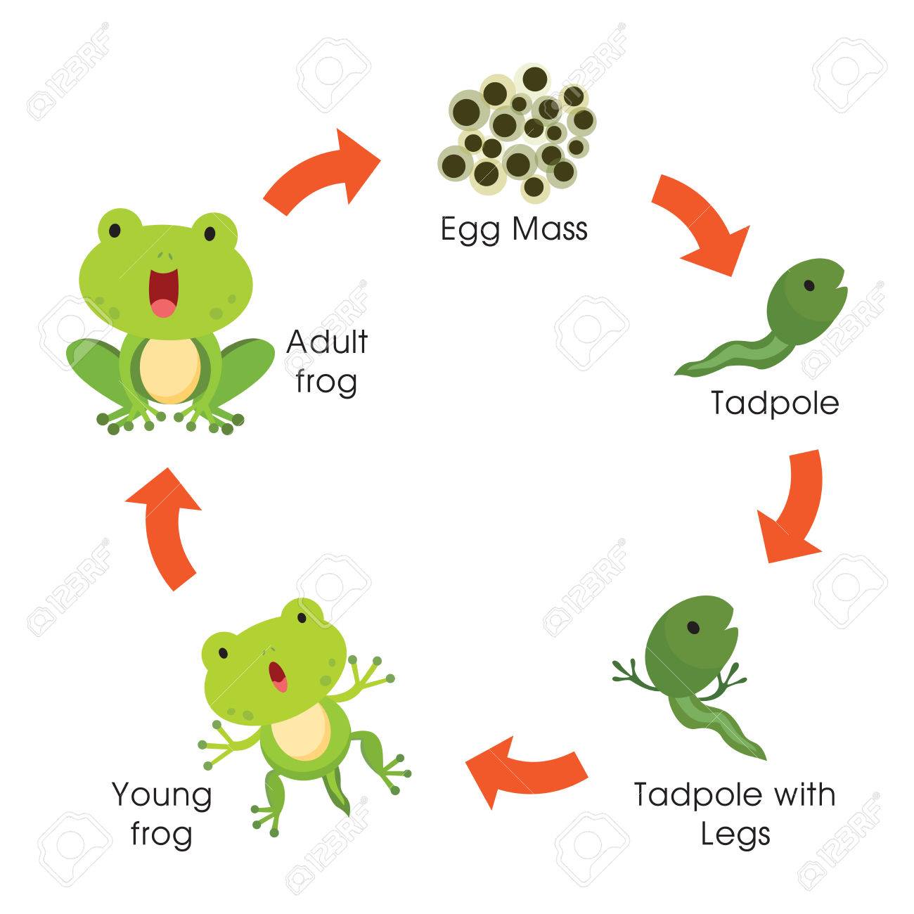 Life cycle of a frog. Vector illustration..