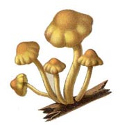 Free Fungi Pictures.