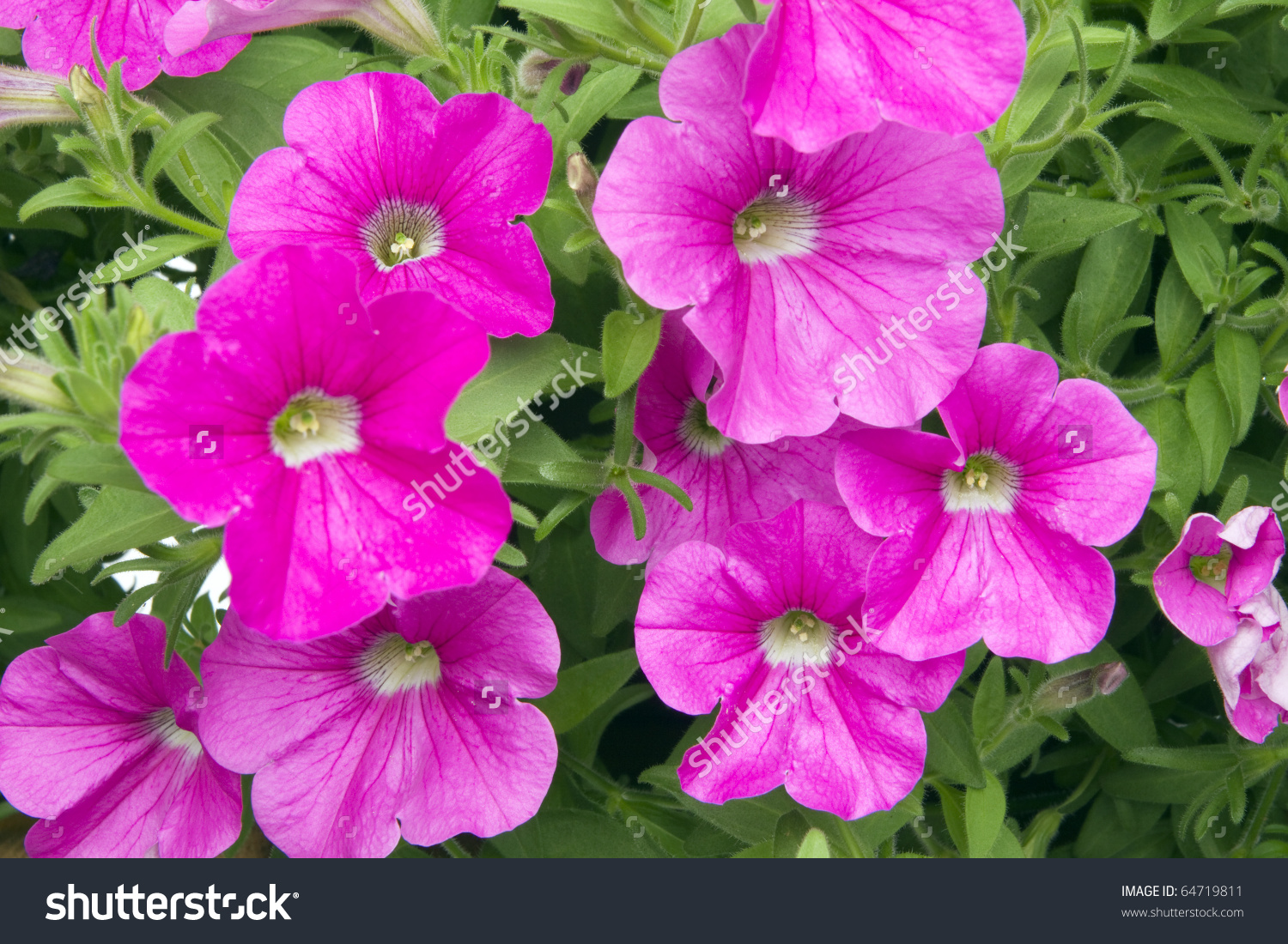 Pink Petunia Flower Plants Garden Stock Photo 64719811.