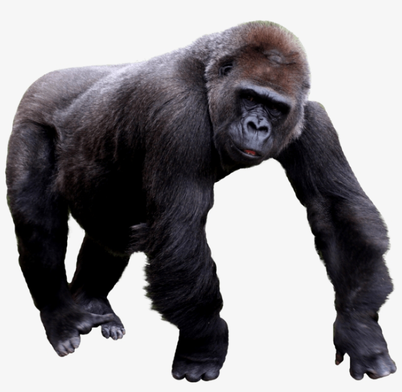 Free Png Gorilla Png Images Transparent.