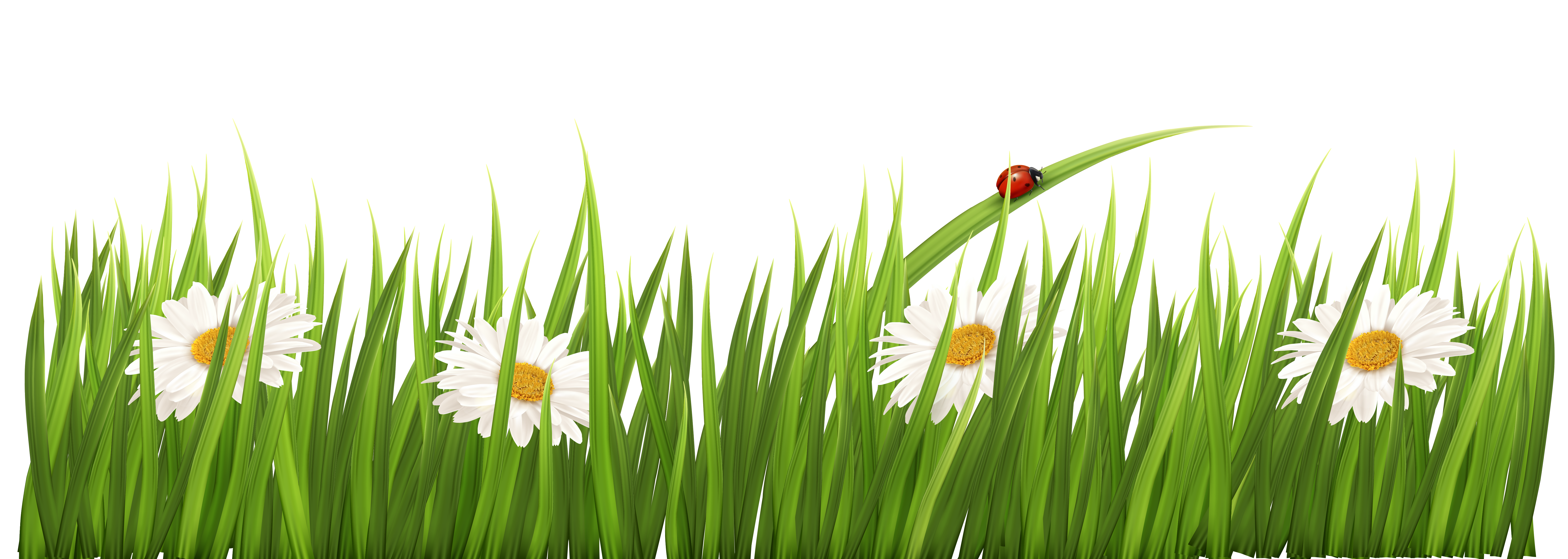 Wheatgrass Meadow Commodity Computer Wallpaper.