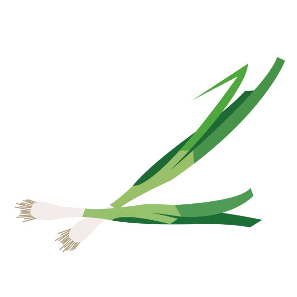 Best Green Onion Illustrations, Royalty.