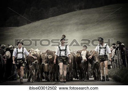 Stock Photo of "Shepherds with a herd of cattle during the.