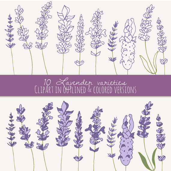 CLIP ART: Lavender Sprigs // Photoshop Brushes // Digital Elements.