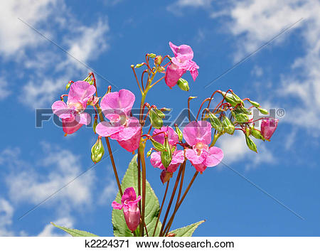 Stock Photography of Himalayan balsam (Impatiens glandulifera.