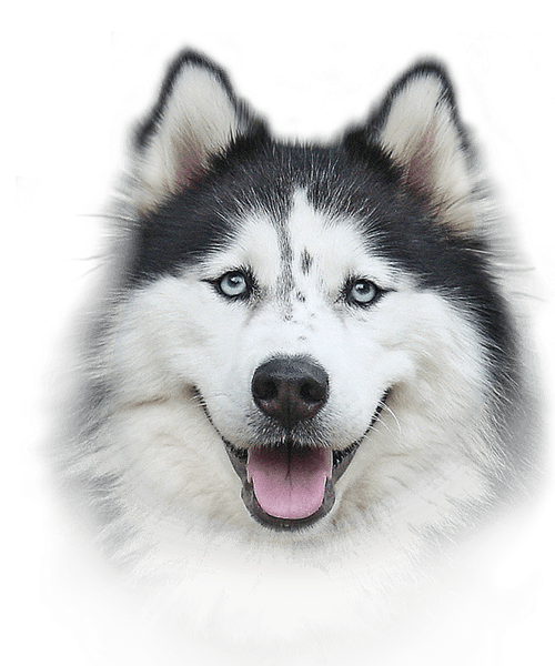 Husky PNG Photos.