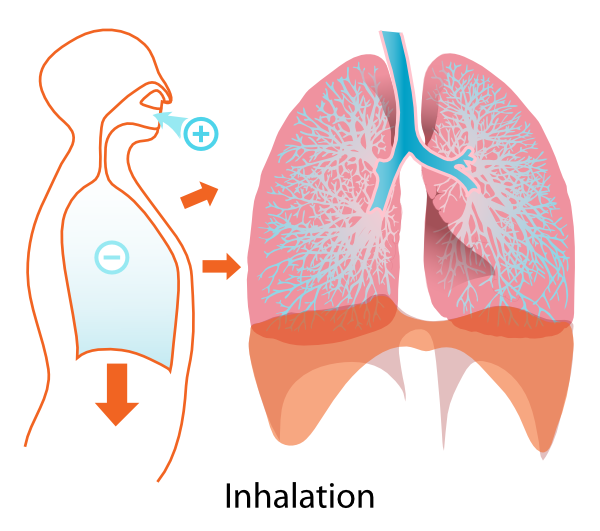 Inhalation clipart.