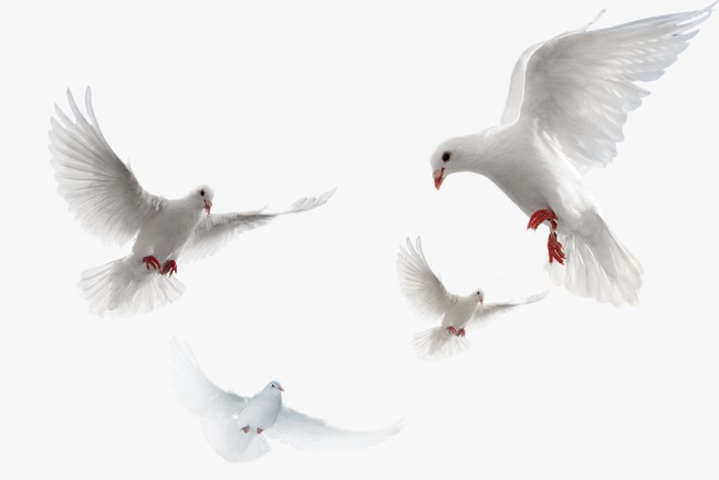 Pigeons HD PNG Transparent Pigeons HD.PNG Images..