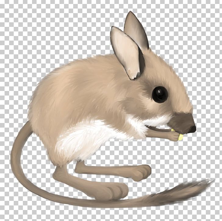 Desert Kangaroo Rat Mouse Merriam's Kangaroo Rat Ord's Kangaroo Rat.