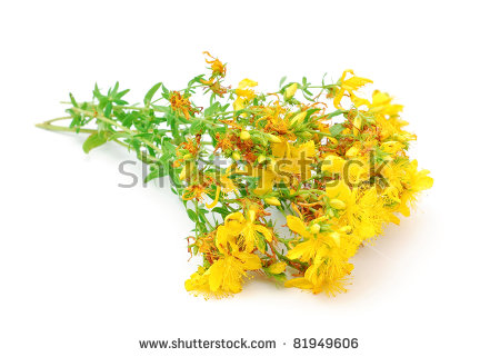 St John's Wort Stock Photos, Royalty.