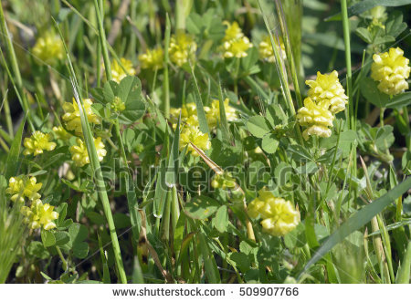 Trifolium Stock Photos, Royalty.