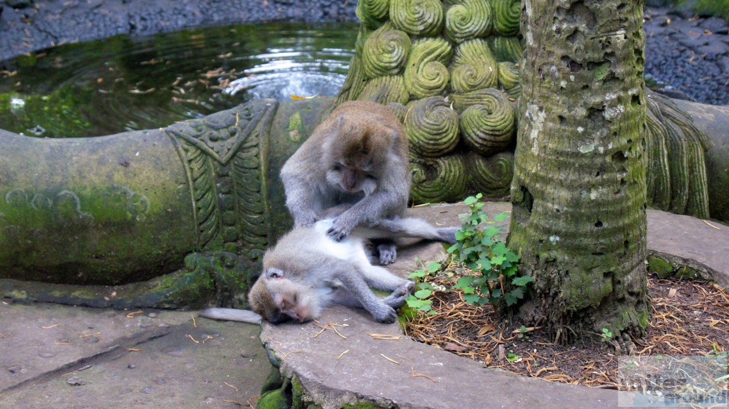 Bali: Odyssey to the source Temple Pura Tirta Empul.