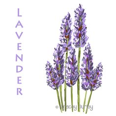 Lavender herb clipart.